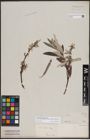 Foto von Salix candida Flüggé ex Willd. x Salix petiolaris Sm.